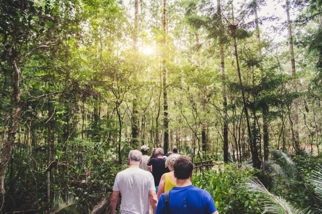 Group of people walking in a forest from back. Adventure, travel