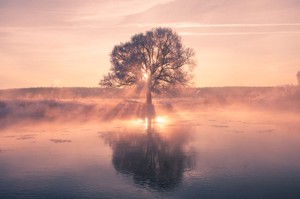 Filtered photo of a solitary tree against the sunset, as well as the tree's opposite reflection in a body of water