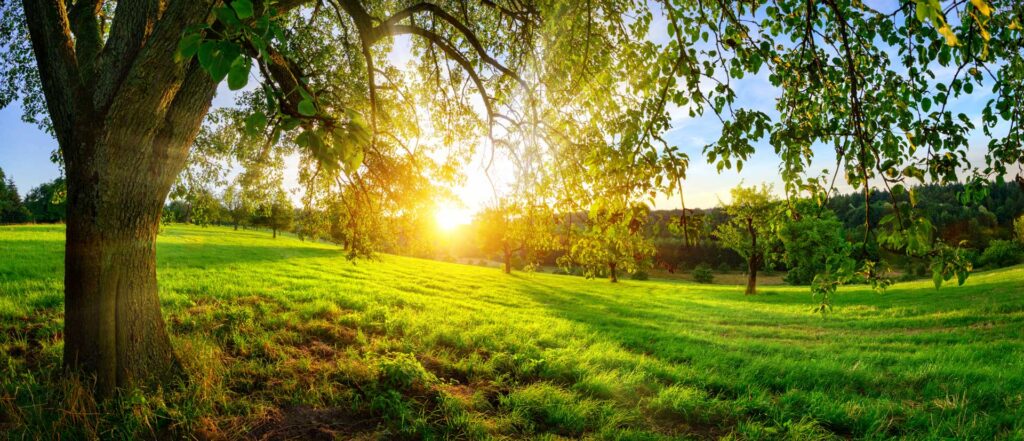 Wide shot of a row of trees in a field