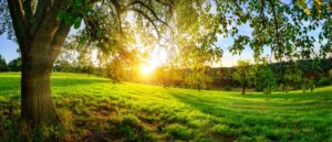 Wide shot of a row of trees in a field